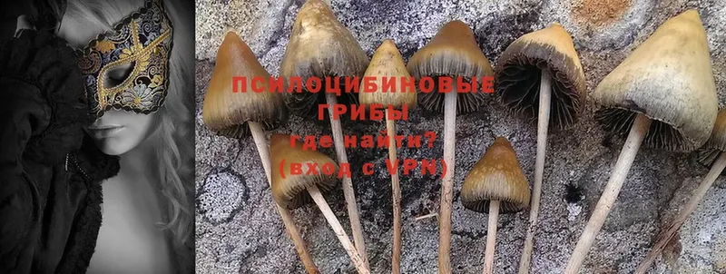 блэк спрут зеркало  Кемерово  Галлюциногенные грибы Magic Shrooms 